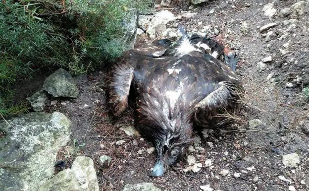 El águila real encontrada en el Monte Arabí el miércoles 29 de noviembre.