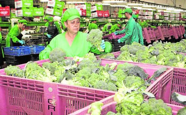 Selección de brócoli en una empresa agraria de Lorca.