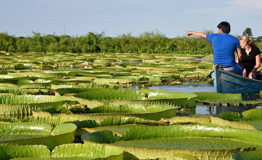 Estas plantas acuáticas son consideradas en Paraguay un tesoro nacional. Cada tres o cuatro años se produce una gran explosión poblacional y alcanzan un tamaño de metro y medio de diámetro