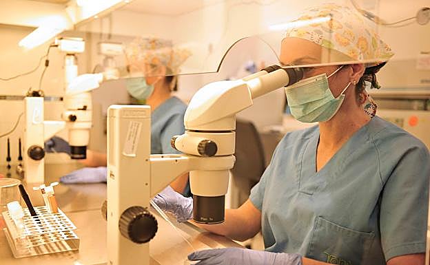 Laboratorio FIV Tahe.