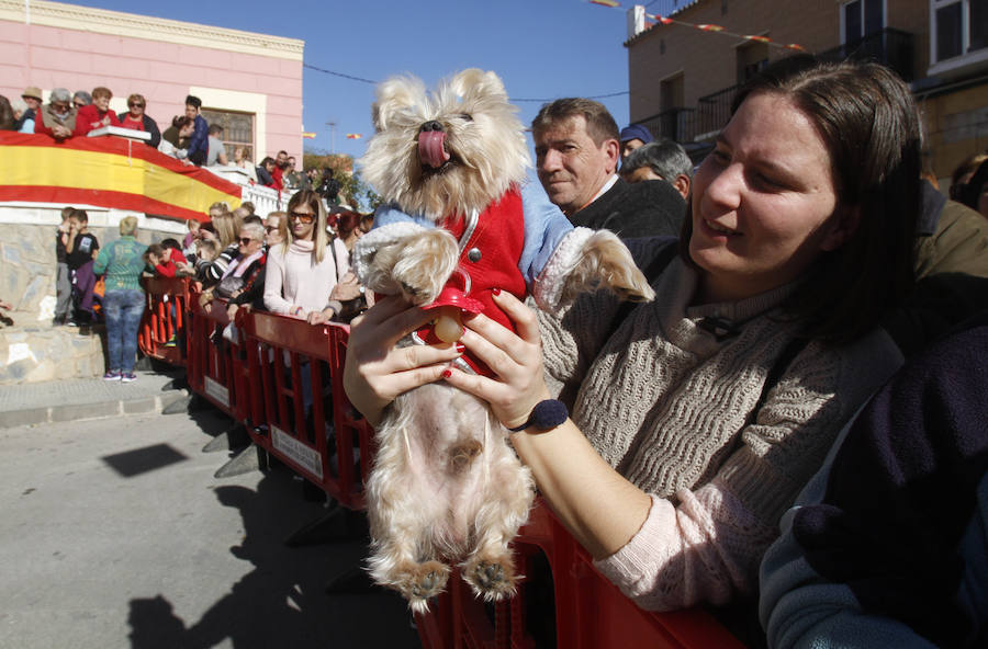 Perros, conejos, caballos y periquitos, entre otros, reciben la bendición por el día de San Antón en Cartagena. 