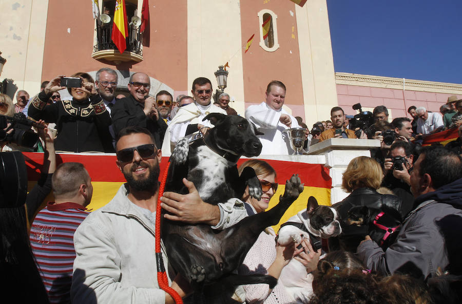 Perros, conejos, caballos y periquitos, entre otros, reciben la bendición por el día de San Antón en Cartagena. 