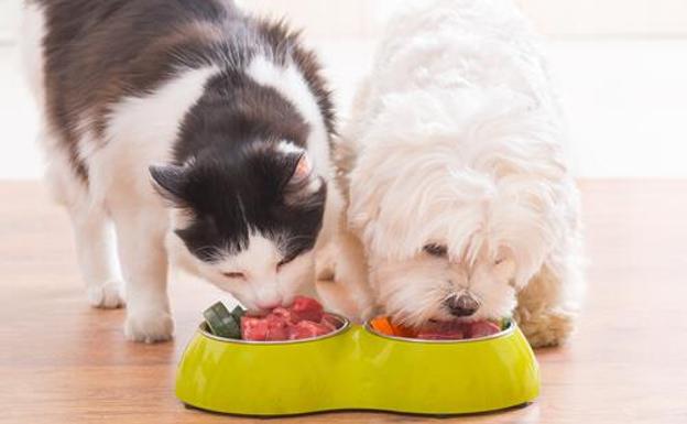 Por qué no deberías darle nunca este tipo de comidas a tu mascota