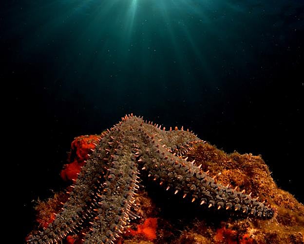 Imagen submarina de una estrella de mar.