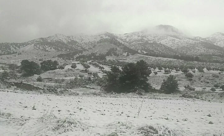 Primera nevada del año en Casas Nuevas y la Almoloya, término municipal de Mula.