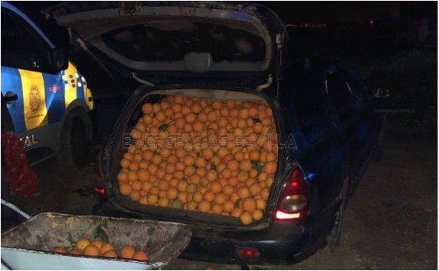 Imagen principal - Les detienen con 4.000 kilos de naranjas en el coche y alegan consumo propio