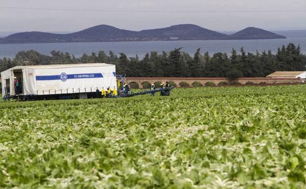 Agricultura intensiva en el entorno del Mar Menor.