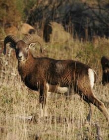 Imagen secundaria 2 - Dos machos y dos hembras de cabra montés, un muflón de Córcega y dos hembras de ciervo. 