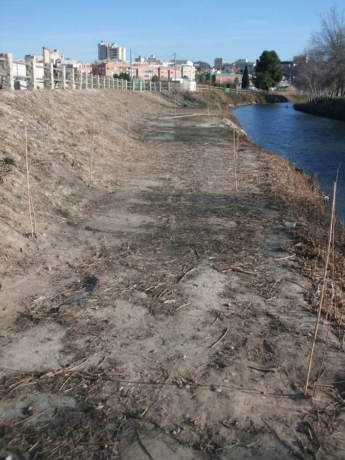 El Paseo Ribereño de Cieza es un secarral pese a que el proyecto incluía la plantación de miles de árboles. El Ayuntamiento acusa a Acuamed de entregar la obra con la vegetación seca y la empresa pública alega problemas técnicos, vandalismo y una plaga de insectos