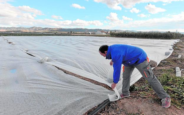 Un agricultor coloca una manta térmica en una finca lorquina para proteger el brócoli del aire polar.