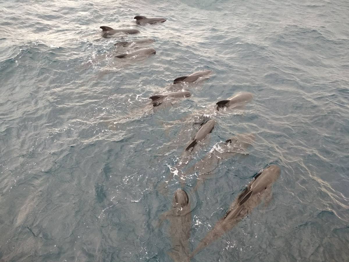 Científicos del IEO y la Universidad de Alicante cartografían por primera vez los cañones submarinos de Cabo Tiñoso y el Gorguel