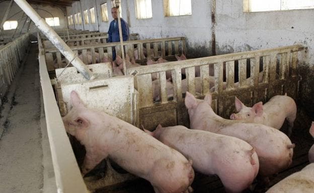 Instalaciones de una granja de cerdos en Lorca.