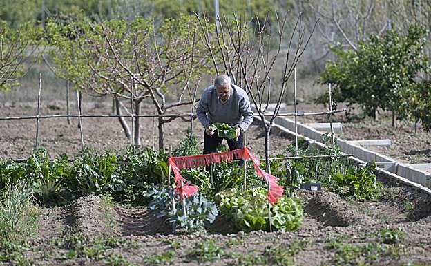 Imagen principal - La Huerta mueve su savia