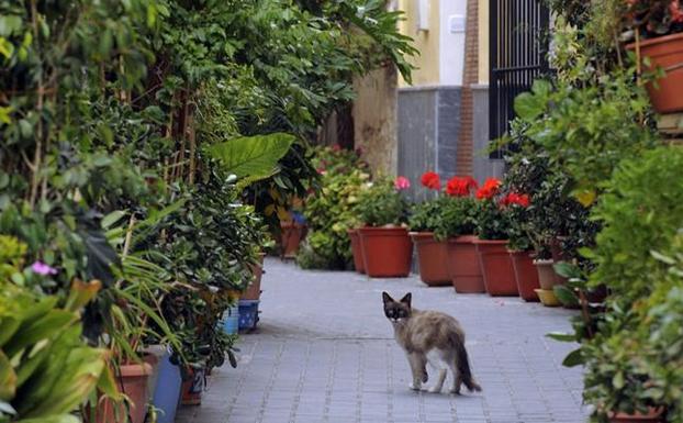 Una calle con flores en Ojós. 