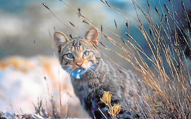 Gato montés.