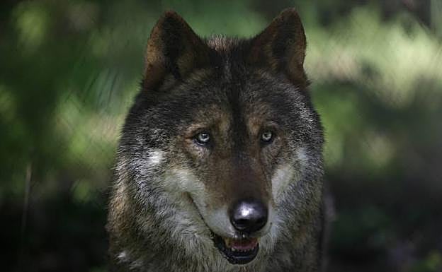 Lobo ibérico.