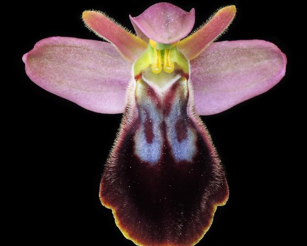 Orquídea híbrida 'Ophrys-x-sancti-leonardii del Puerto de la Cadena 