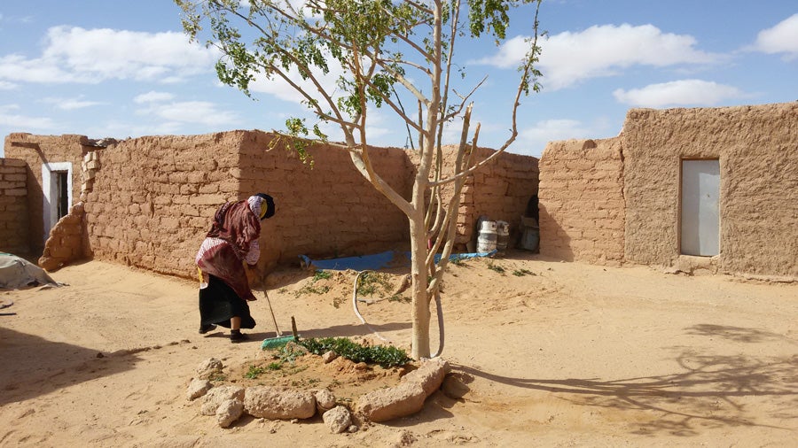 Parterre donde crece una moringa en el patio de Fatimetu. 