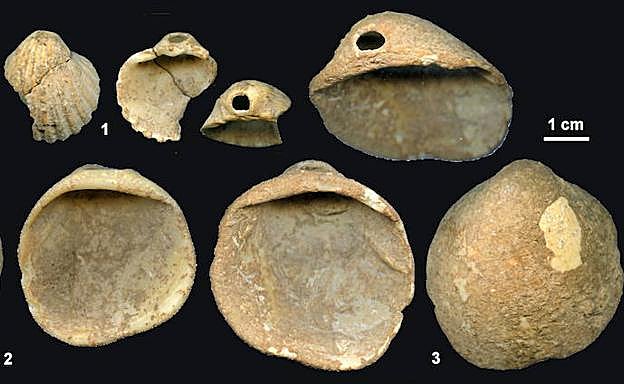 Conchas perforadas halladas en la Cueva de los Aviones. 
