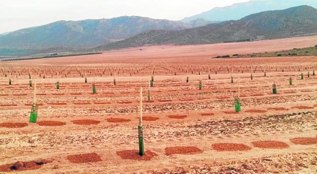 Imagen del terreno, en el que se pueden apreciar los olivos. 