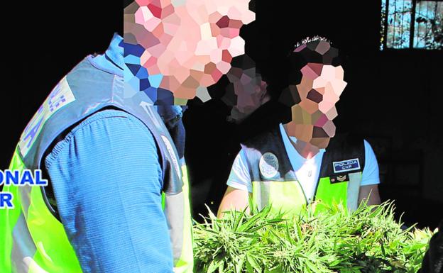 Policías, con plantas de marihuana, durante un registro.