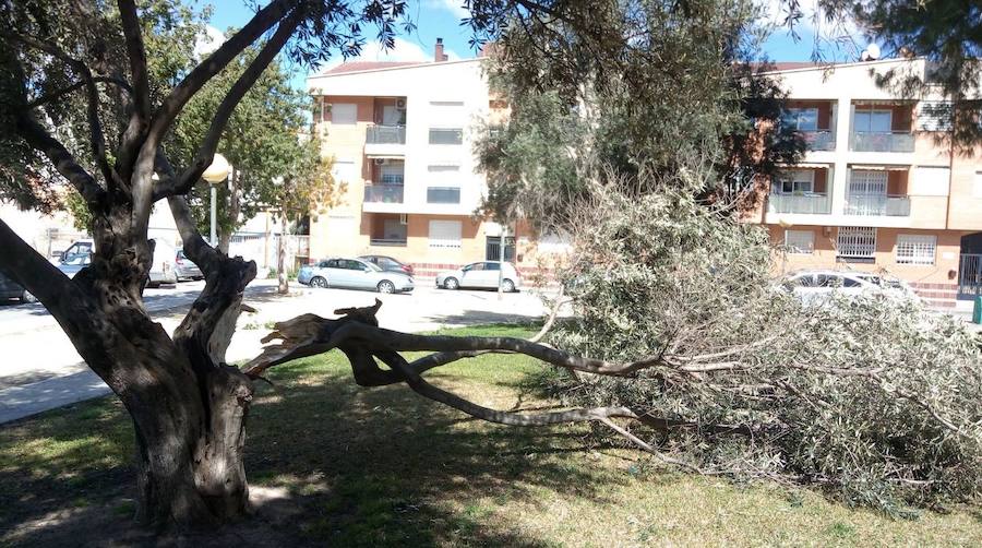 Caída de un árbol en Aljucer