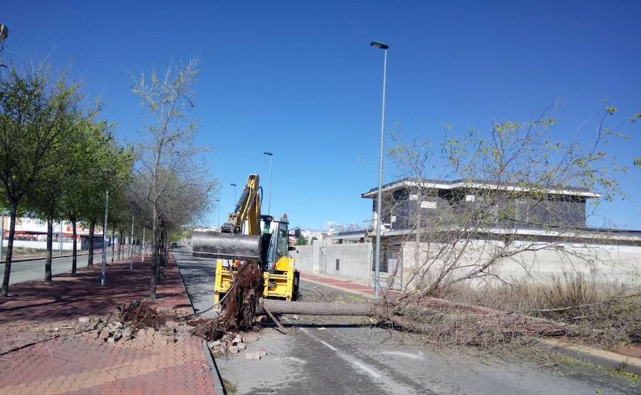 Caída de un árbol en Bullas