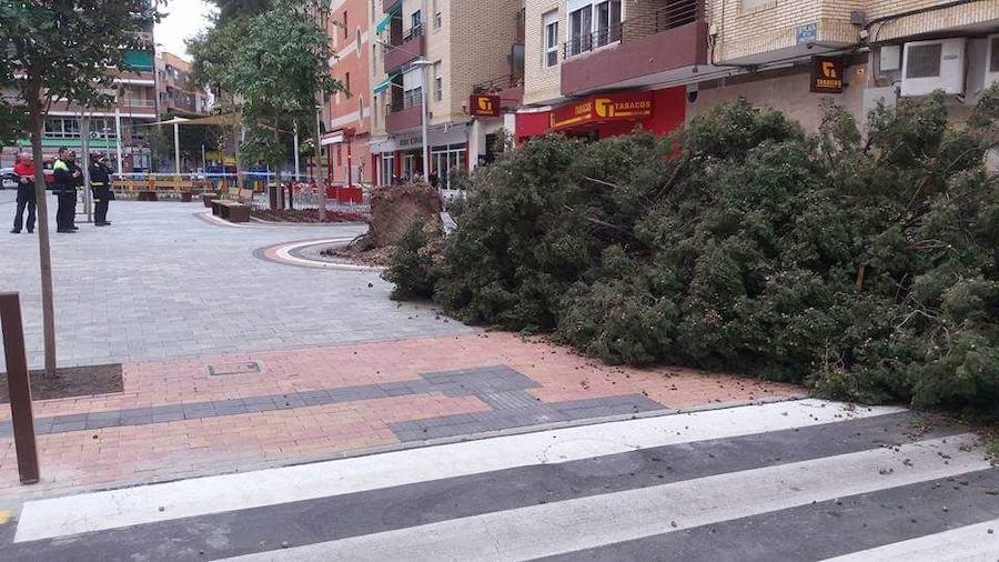 El pino, volcado sobre el Jardín de la Constitución. 