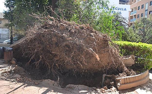Galería. El viento arranca un pino centenario en Jumilla