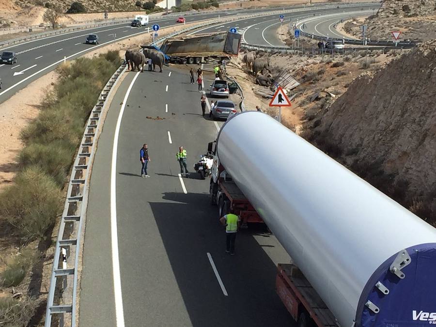 La A-30 quedó cortada este lunes a su paso por la localidad albaceteña de Pozo Cañada, en sentido Murcia, debido al accidente de un camión que ha provocado que los elefantes que transportaba hayan quedado sueltos por la carretera.