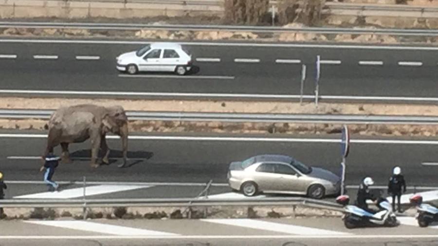 La A-30 quedó cortada este lunes a su paso por la localidad albaceteña de Pozo Cañada, en sentido Murcia, debido al accidente de un camión que ha provocado que los elefantes que transportaba hayan quedado sueltos por la carretera.