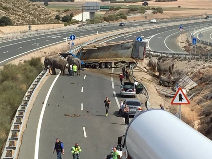 La A-30 quedó cortada este lunes a su paso por la localidad albaceteña de Pozo Cañada, en sentido Murcia, debido al accidente de un camión que ha provocado que los elefantes que transportaba hayan quedado sueltos por la carretera.