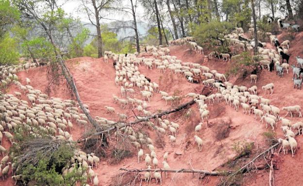 El rebaño de ovejas segureñas de Pedro y Tomás Pérez durante la trashumancia de la Sierra del Segura a Sierra Morena.