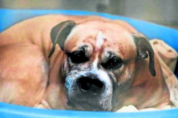 'Chico', un perro de la raza staffordshire terrier, mató la pasada semana a sus dueños, ambos impedidos físicamente .