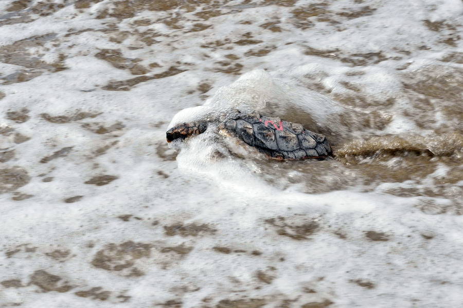 Liberación de ejemplares juveniles de 'Caretta caretta' en San Juan de los Terreros en octubre de 2016