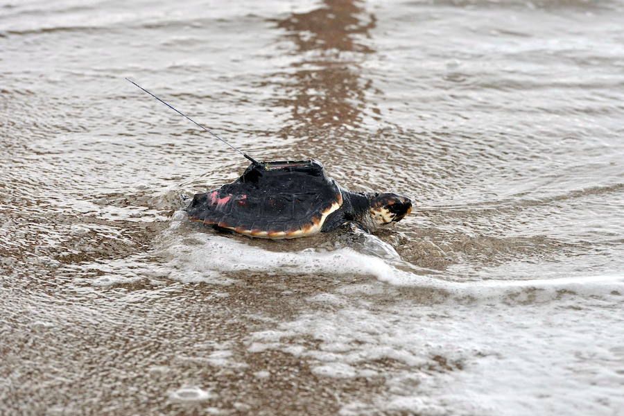 Liberación de ejemplares juveniles de 'Caretta caretta' en San Juan de los Terreros en octubre de 2016