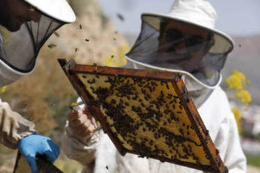 Miguel Fernández y Joaquín Martínez visitan el colmenar del apicultor santomerano. 