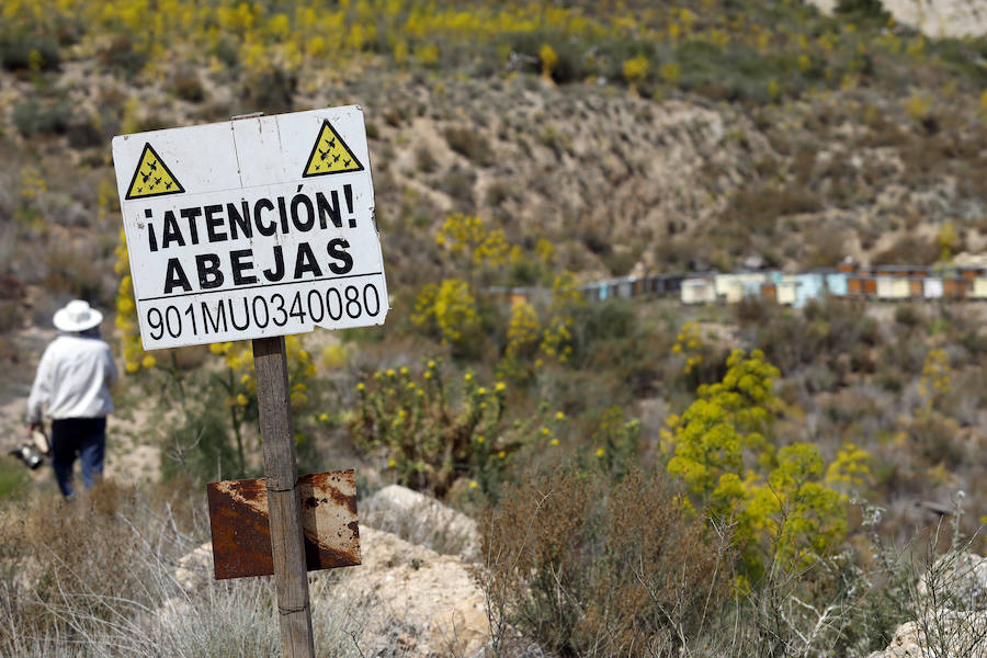 El apicultor camina hacia sus colmenares. 