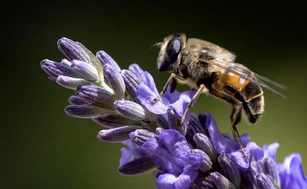 Una abeja descansa sobre una flor en una imagen de archivo.