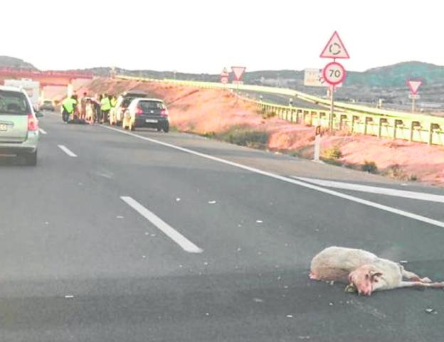 El cadáver de una oveja que provocó un accidente, en abril, en la autovía A-30, en Murcia.
