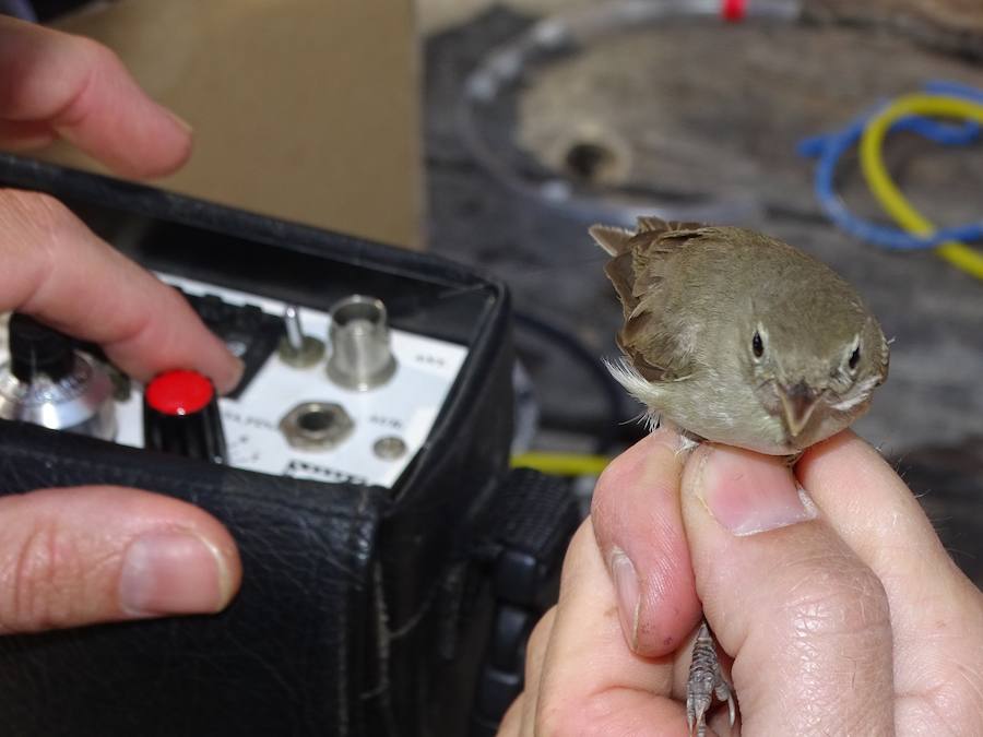 ANSE marca en Murcia con radioemisores tres ejemplares de esta pequeña ave migratoria, una de las especies menos conocidas de la península