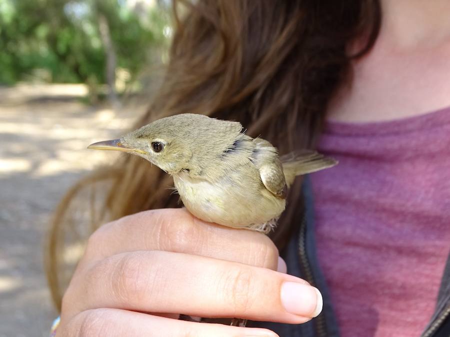 ANSE marca en Murcia con radioemisores tres ejemplares de esta pequeña ave migratoria, una de las especies menos conocidas de la península