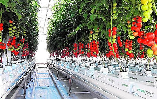Cultivo hidropónico de tomates en el invernadero.