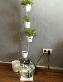 Imagen secundaria 2 - Recolección de patatas cultivadas usando los lodos sobrantes de acuaponía como único fertilizante. | Girasol hidropónico, combinado con acuicultura. | Vidal Root, un nuevo sistema doméstico desarrollado. 