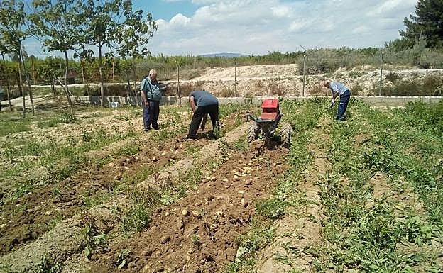 Imagen principal - Recolección de patatas cultivadas usando los lodos sobrantes de acuaponía como único fertilizante. | Girasol hidropónico, combinado con acuicultura. | Vidal Root, un nuevo sistema doméstico desarrollado. 