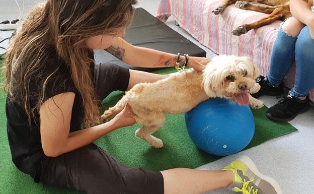 Rehabilitación y fisioterapia para pequeños animales en Pet Wellness