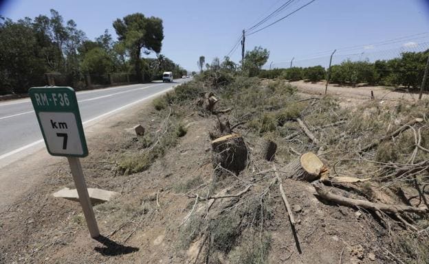 Los tocones de las sabinas moras taladas, en la carretera de entrada a La Palma.