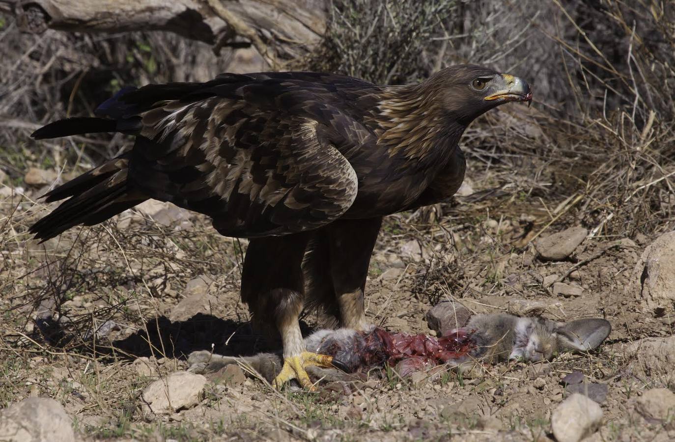 El fotógrafo Eduardo Cortils documenta la abundante fauna que vive de forma discreta junto a las ciudades