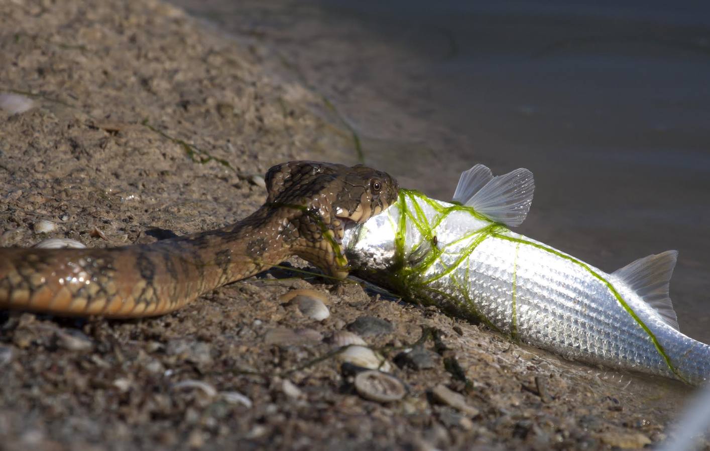 El fotógrafo Eduardo Cortils documenta la abundante fauna que vive de forma discreta junto a las ciudades