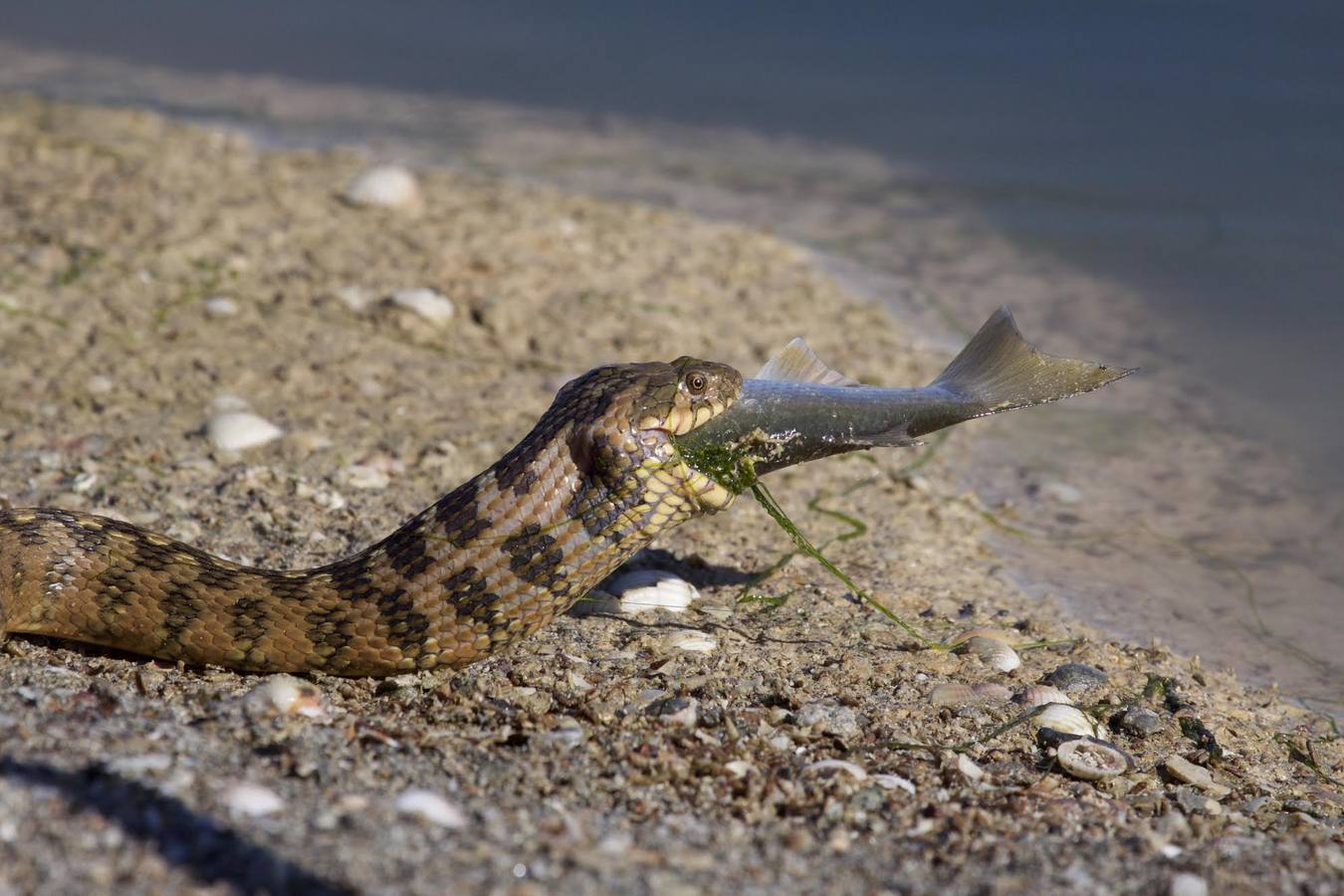 El fotógrafo Eduardo Cortils documenta la abundante fauna que vive de forma discreta junto a las ciudades